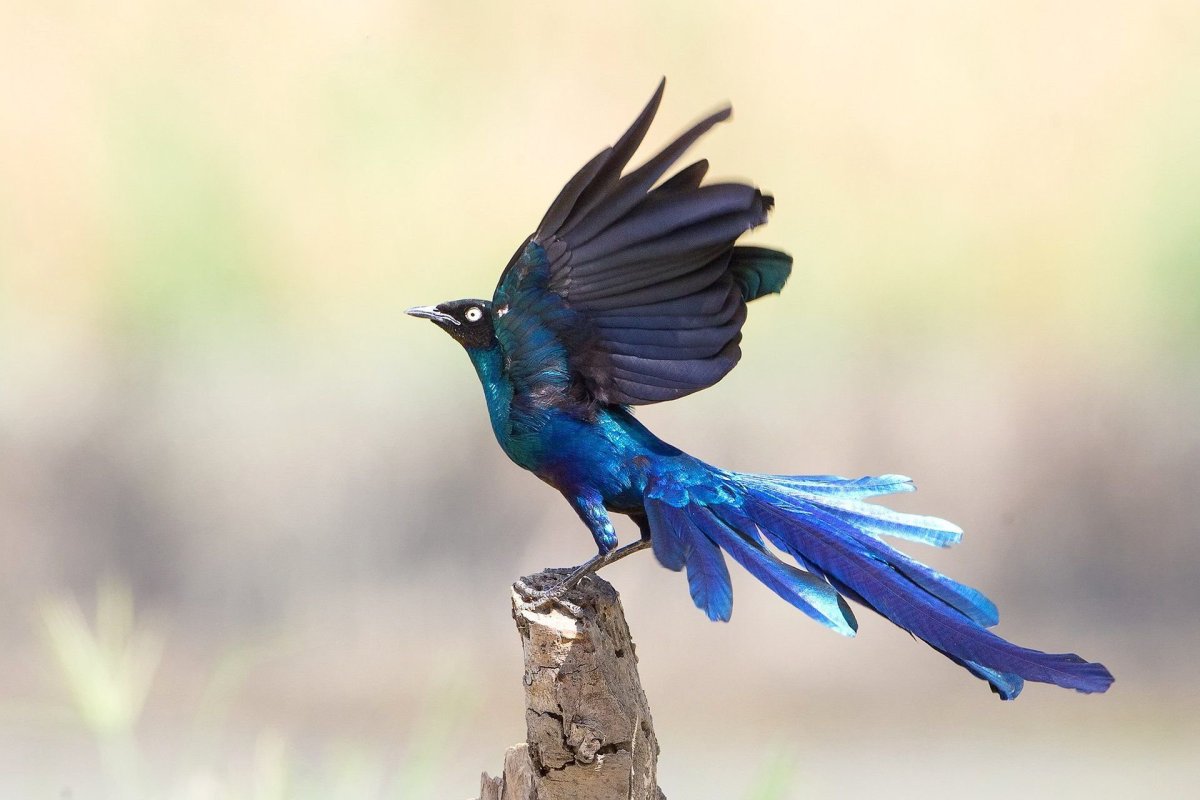 Красивая синяя птица