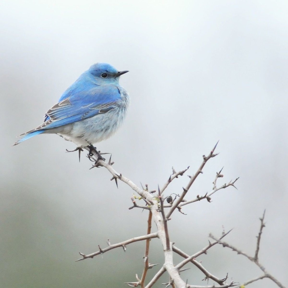 Серо голубая птица
