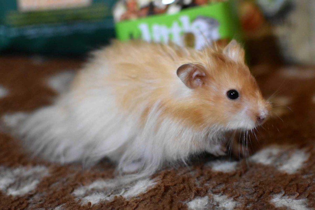 Королевский сирийский хомячок