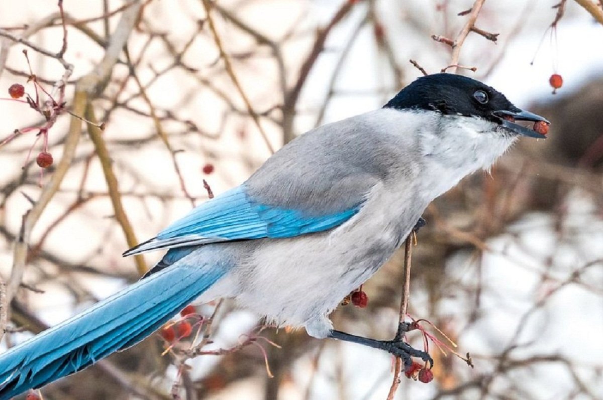 Сорока голубая Уссурийская