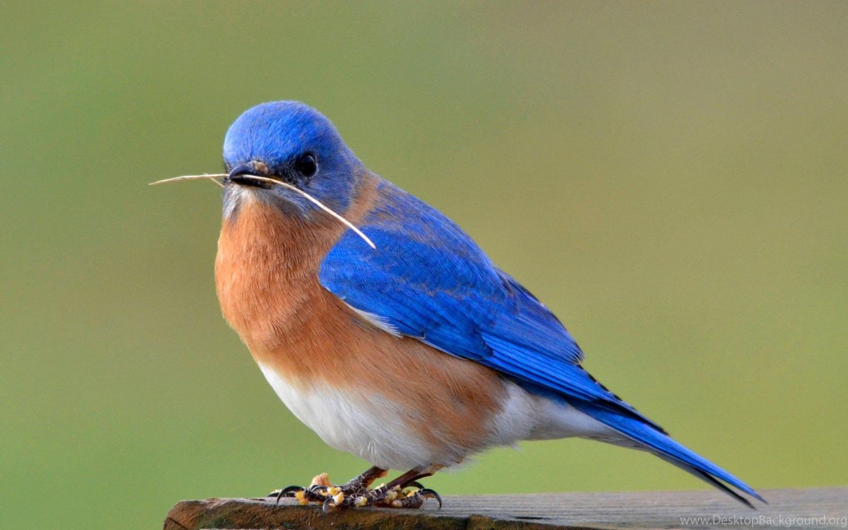 Голубая сиалия голубой Зяблик