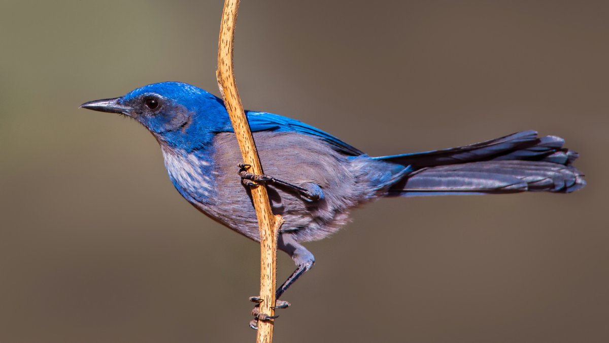 Калифорнийская кустарниковая Сойка
