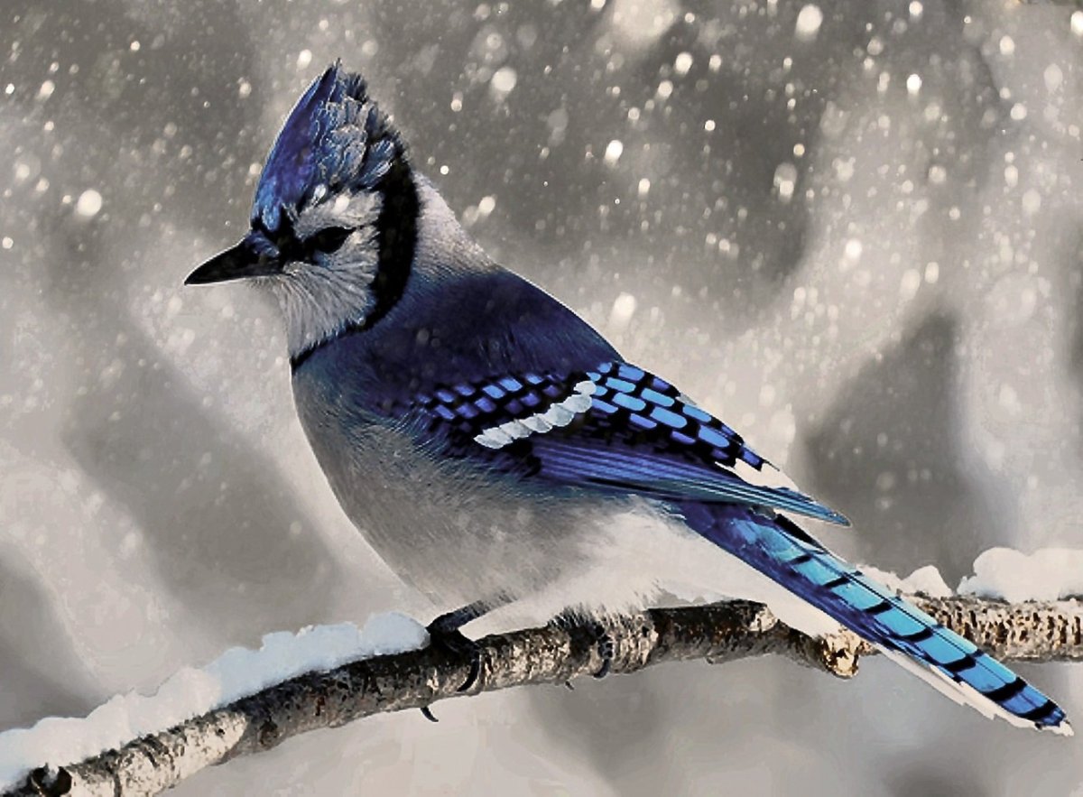 Голубая Сойка птица