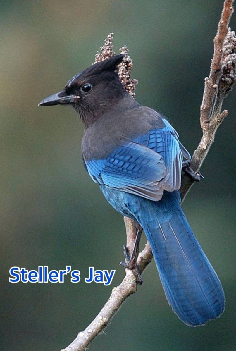 Коричневая птица с синими крыльями