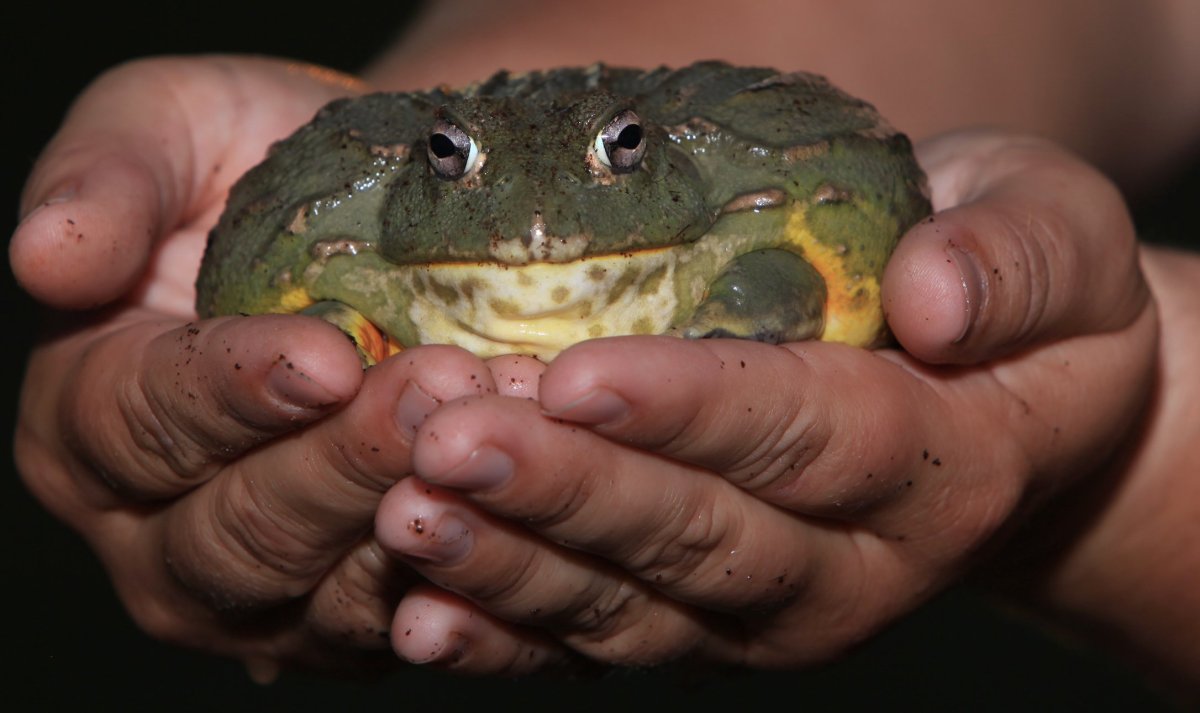 Лягушка бык водонос