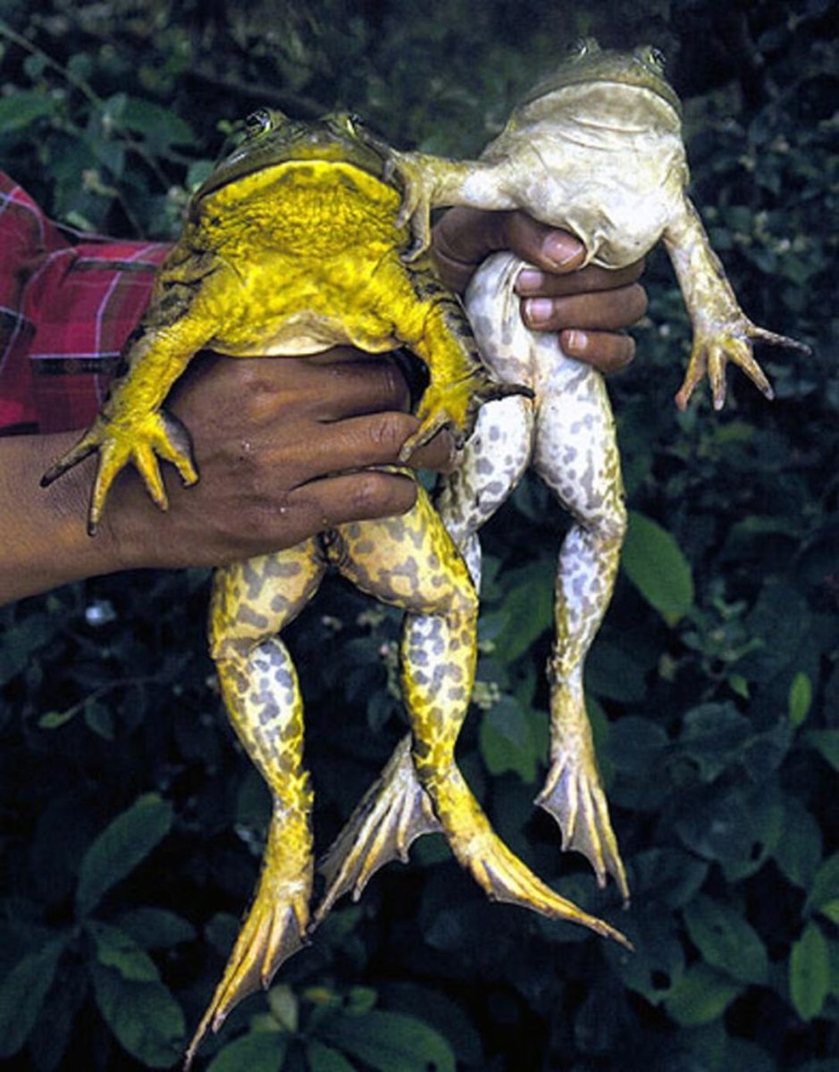 Лягушка Голиаф