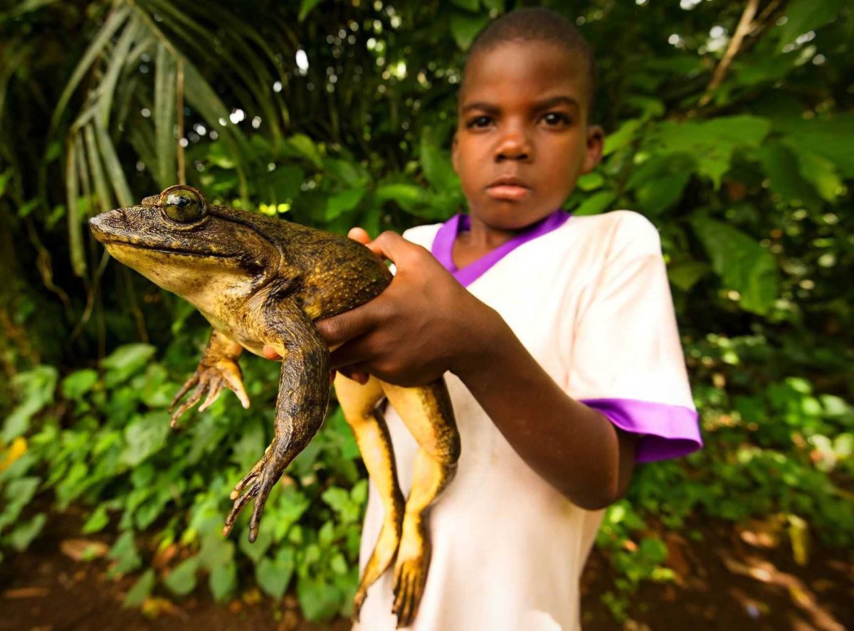 Лягушка альбинос