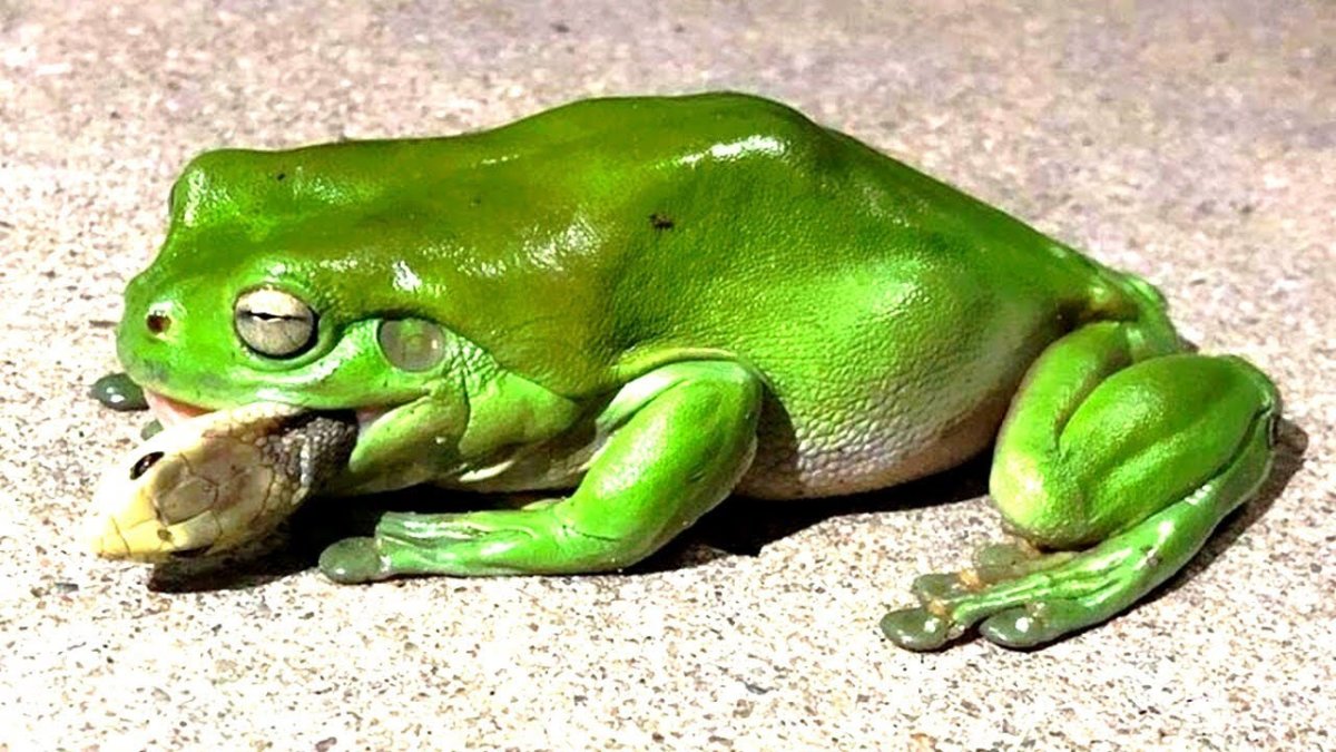 Мужик с лягушкой на голове