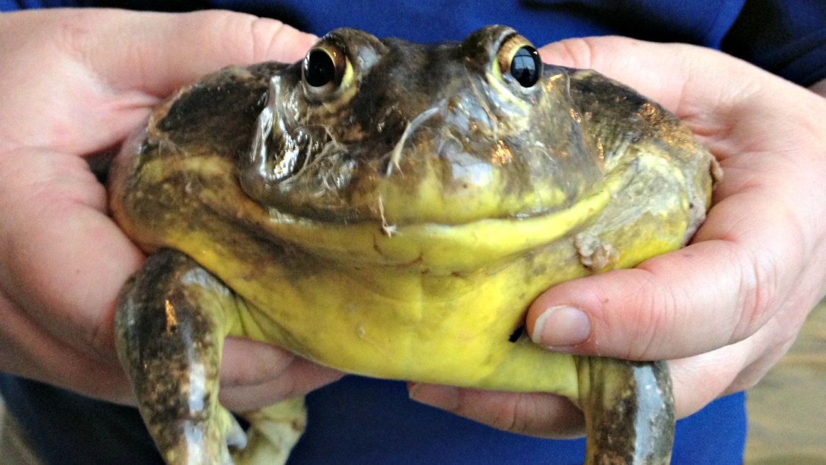 Жирная жаба