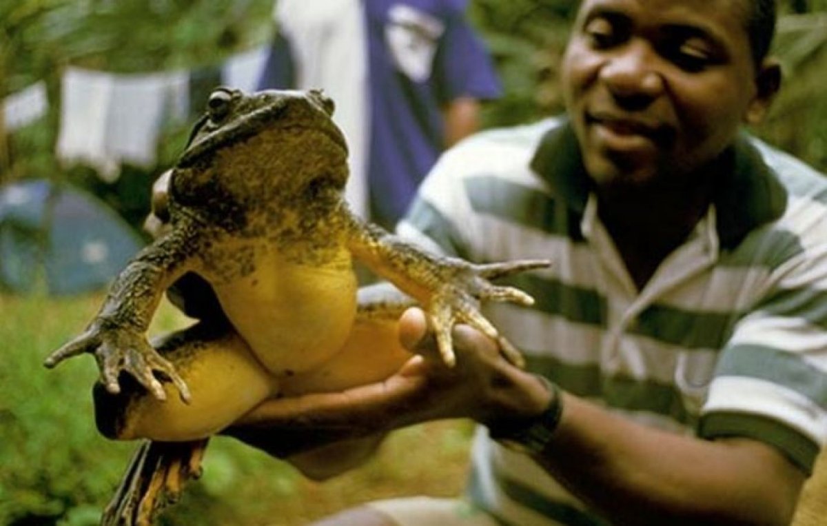 Жаба ага большая