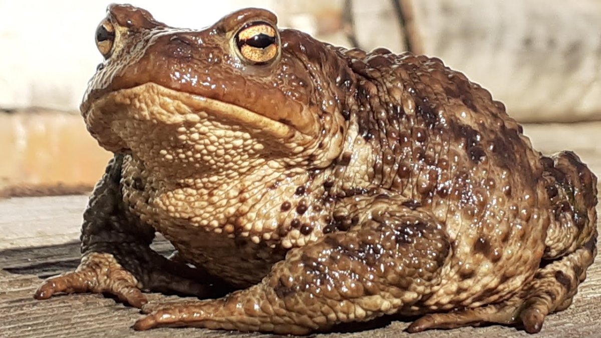 Африканская лягушка Голиаф