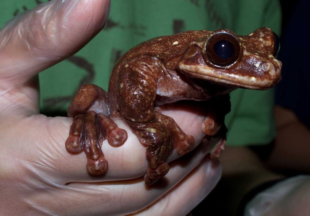 Лягушка Голиаф