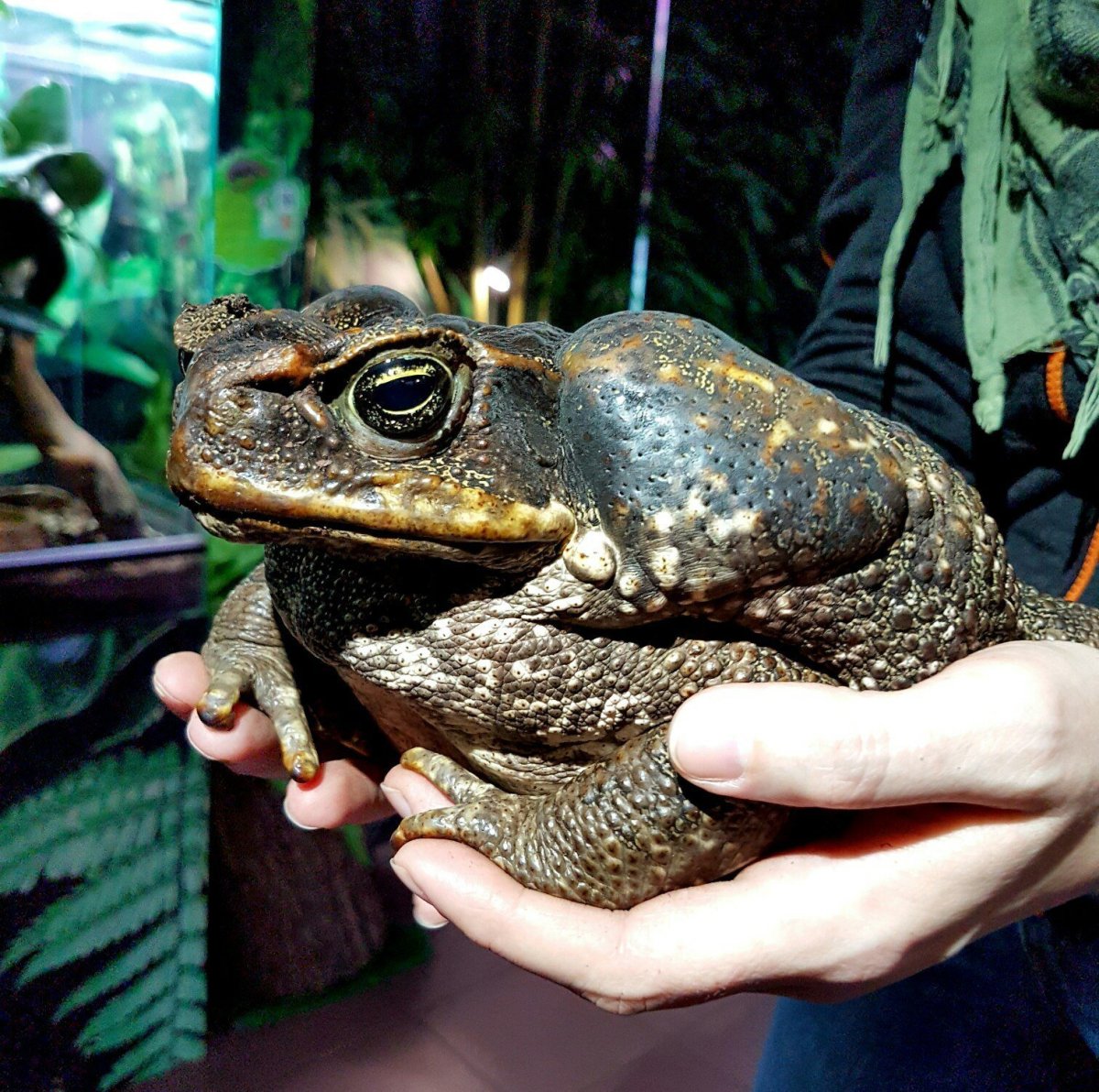 Лягушка Голиаф ест мышь