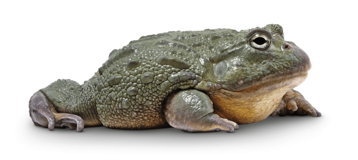 Мускулистая жаба