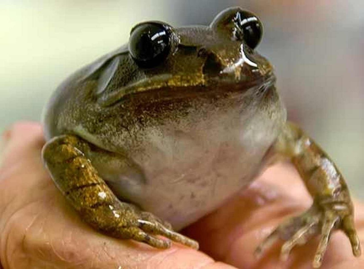 Буллфрог лягушка