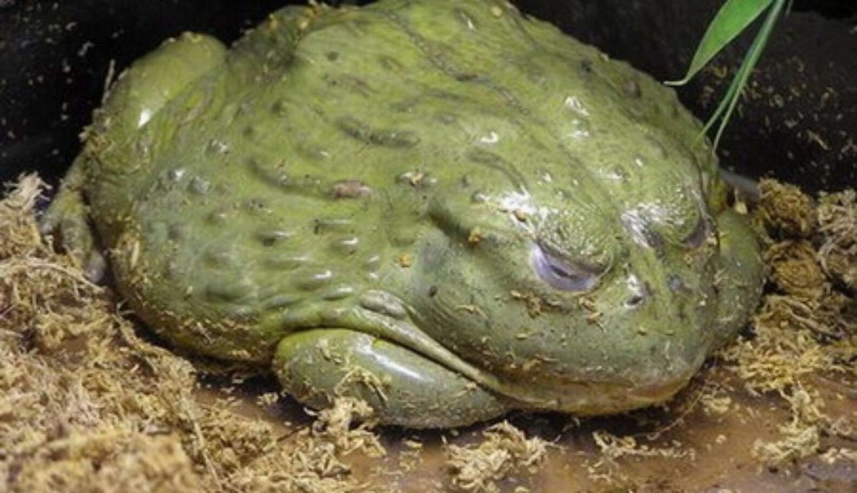 Лягушка водонос зубы