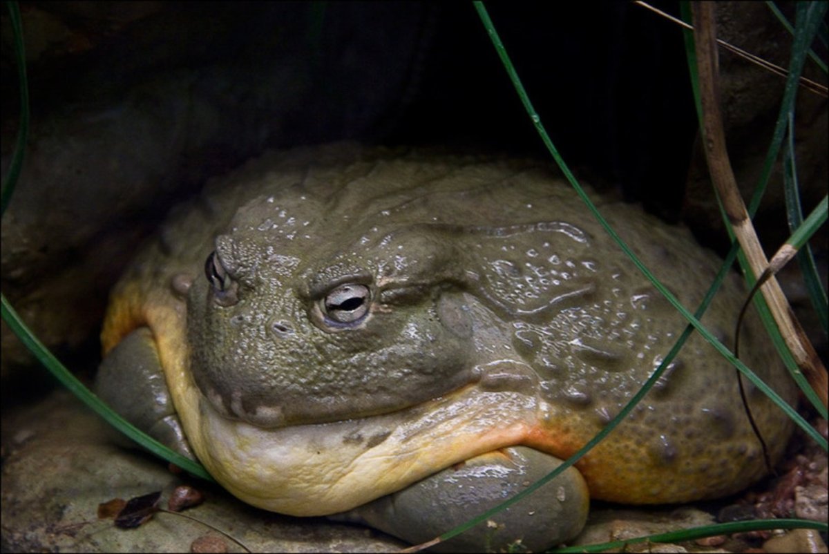 Лягушка Голиаф