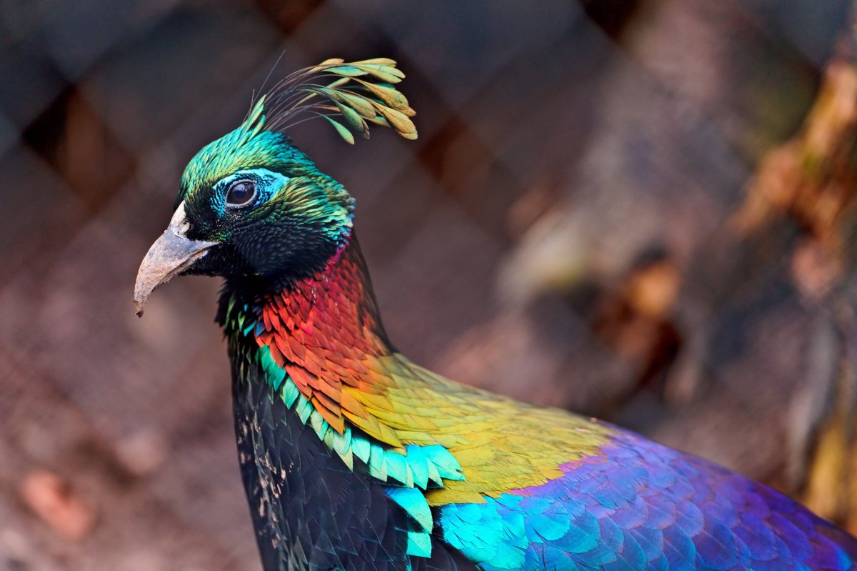 Гималайский монал самка