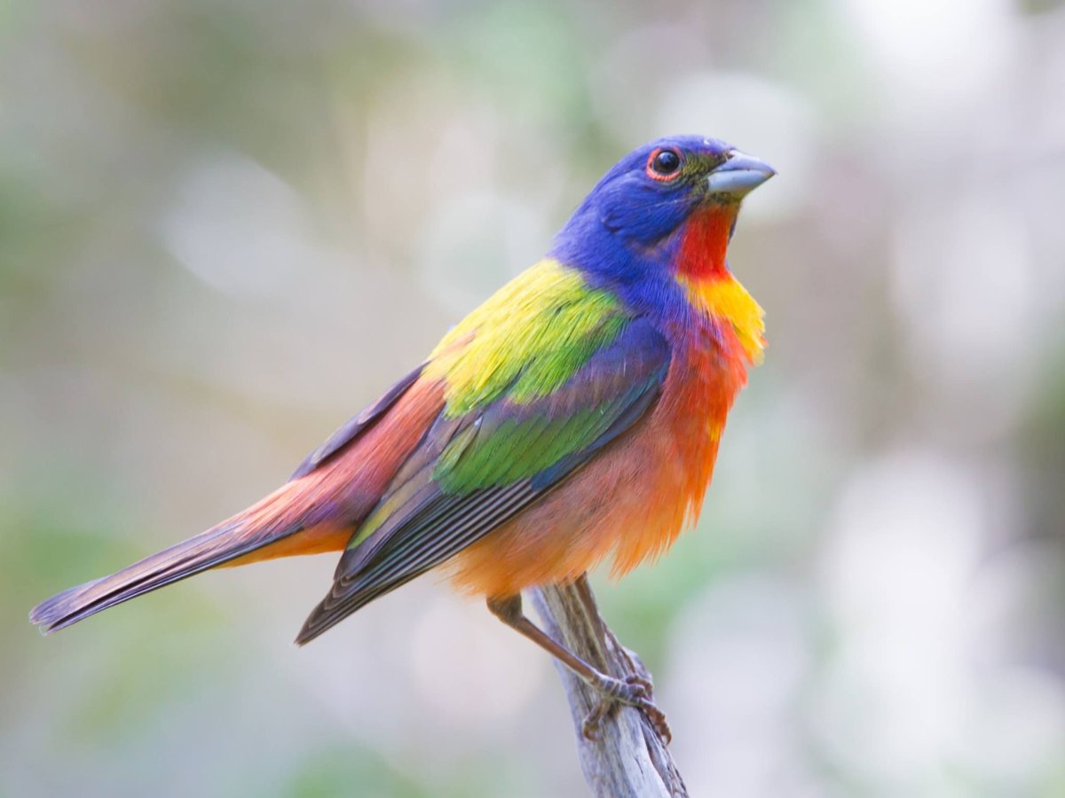 Бирюзовый овсянковый Кардинал