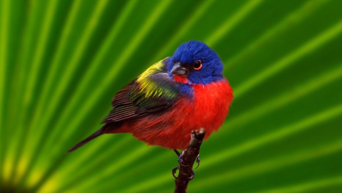 Зелёный овсянковый Кардинал