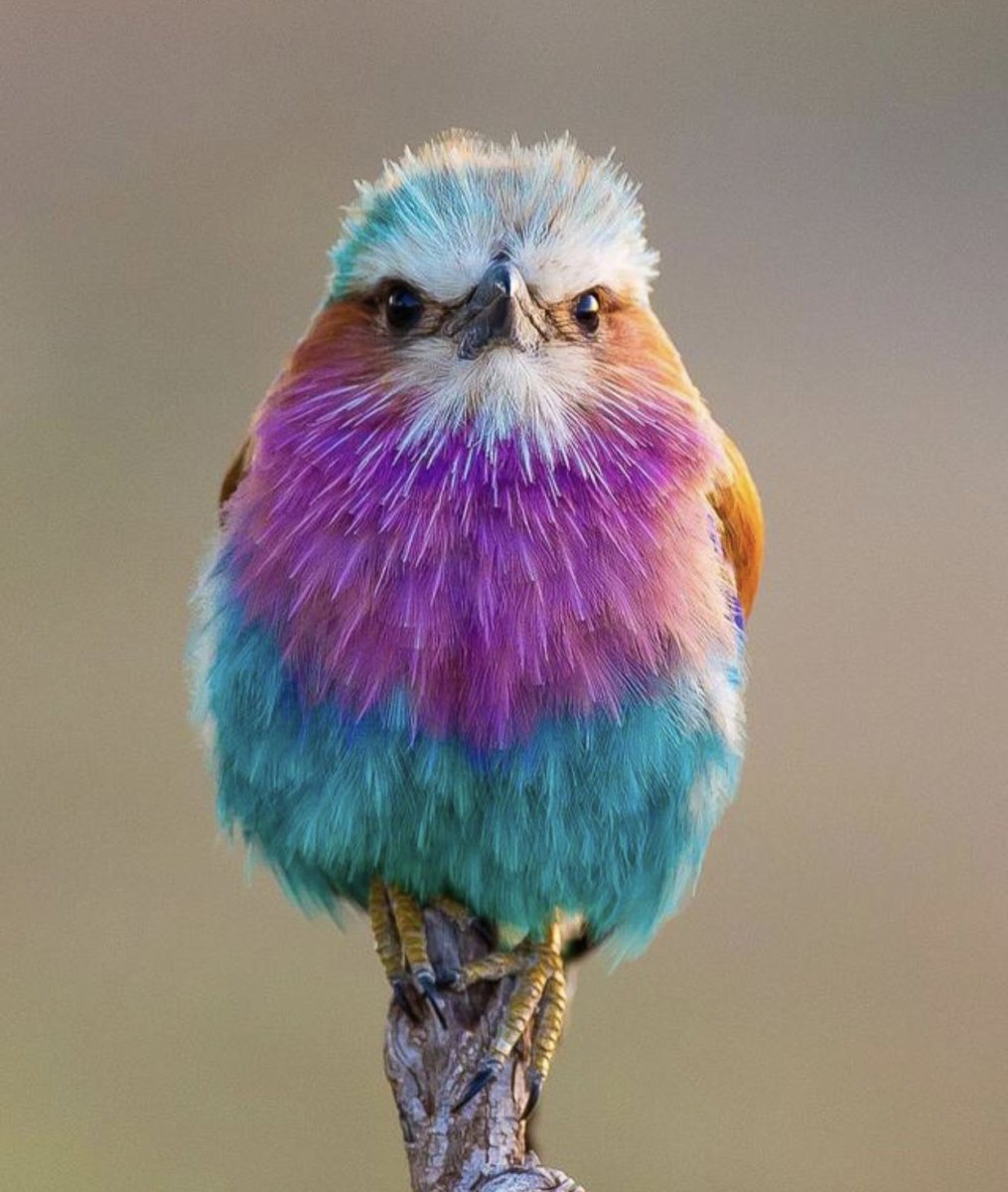 Сиреневогрудая сизоворонка гнездо