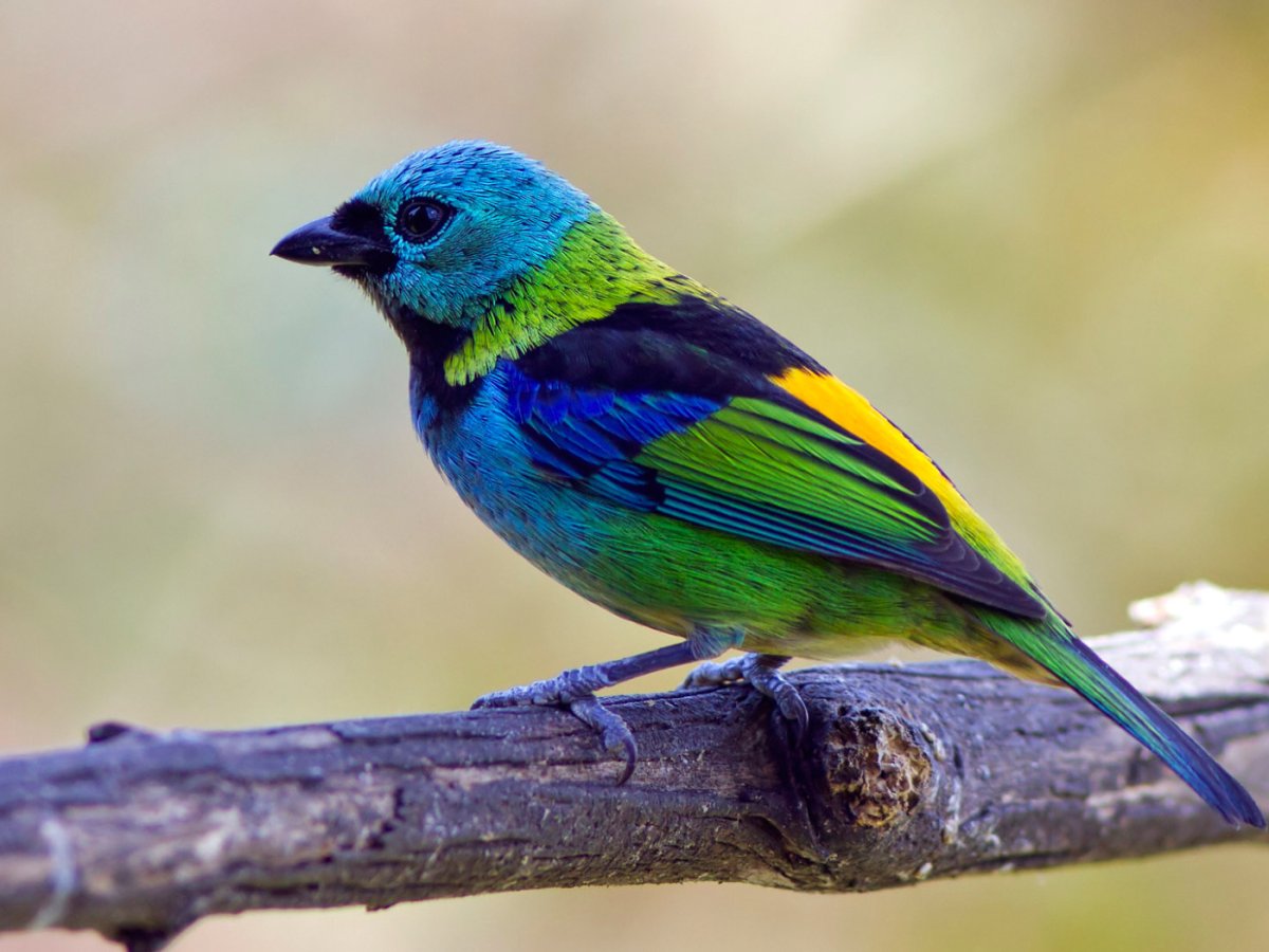 Райская танагра птица