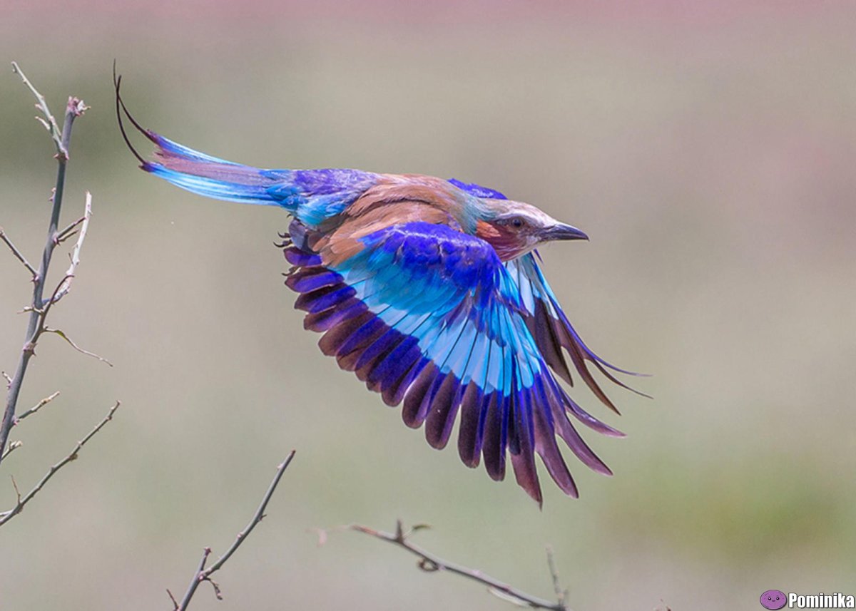 Голубая сизоворонка