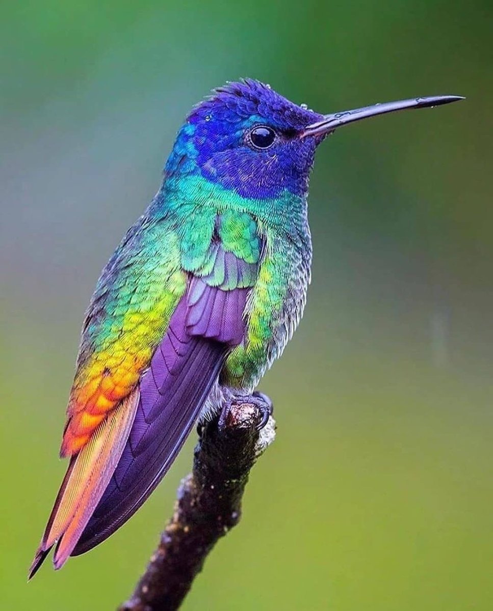 Огненногорлый Колибри