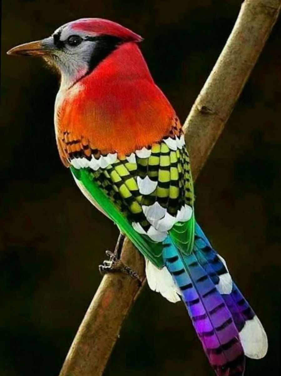 Разноцветные птицы