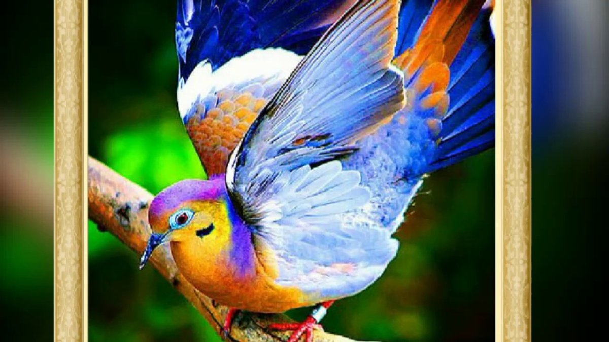 Очень красивые птички