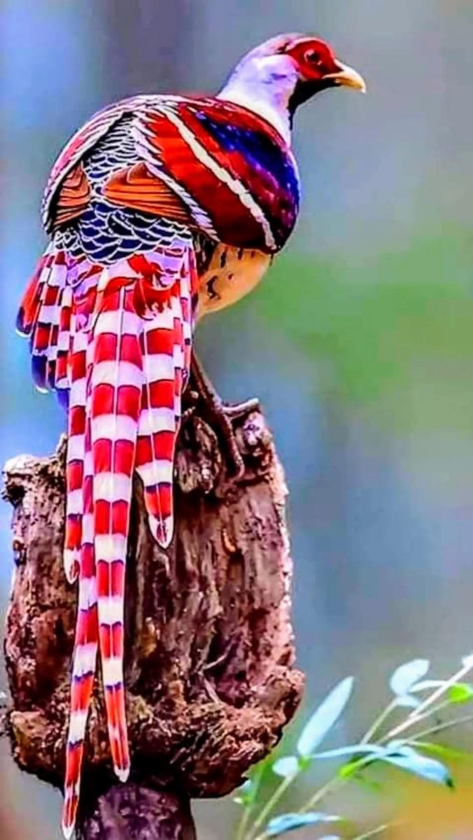 Гнездо кубинского Тоди