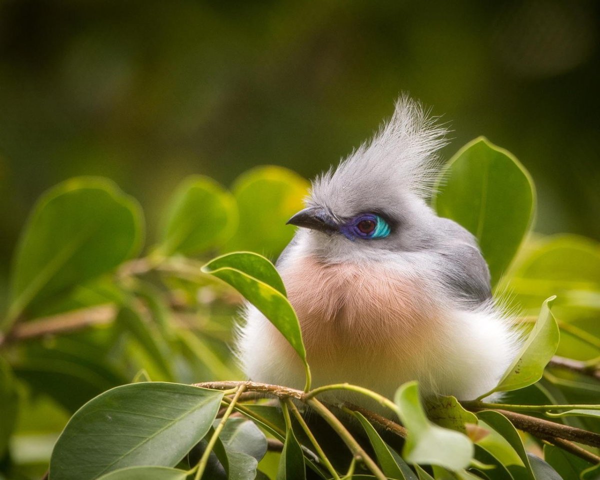 Сириновогрудая Сизорка