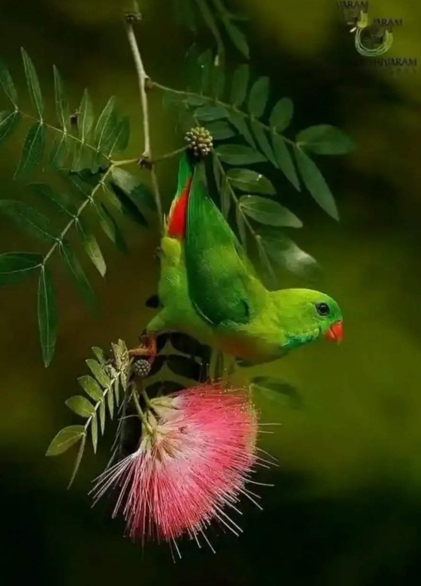 Павлин Аквилейский