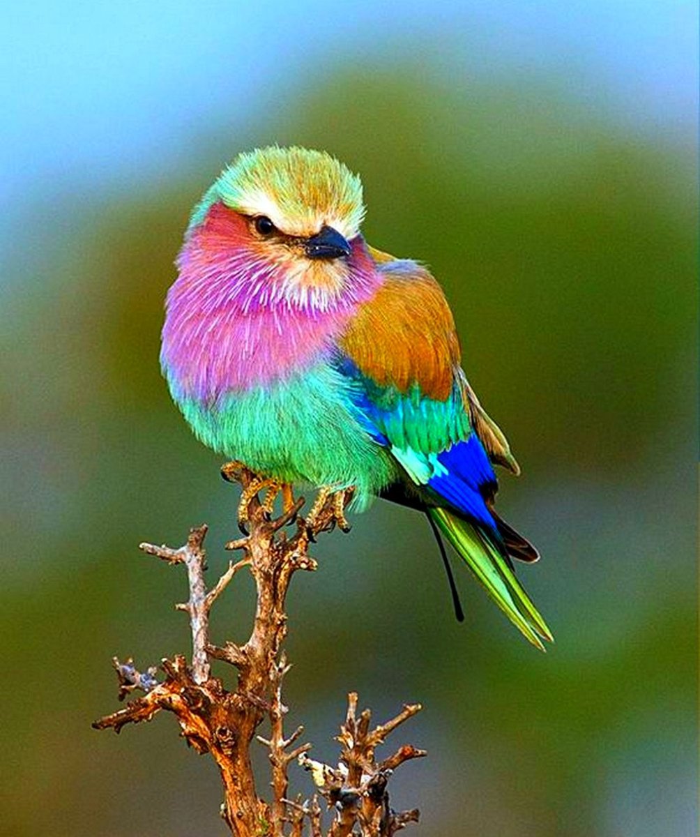 Птички экзотические редкие