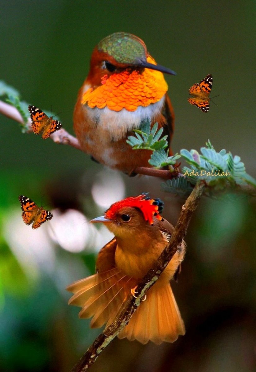 Павлин индийский обыкновенный