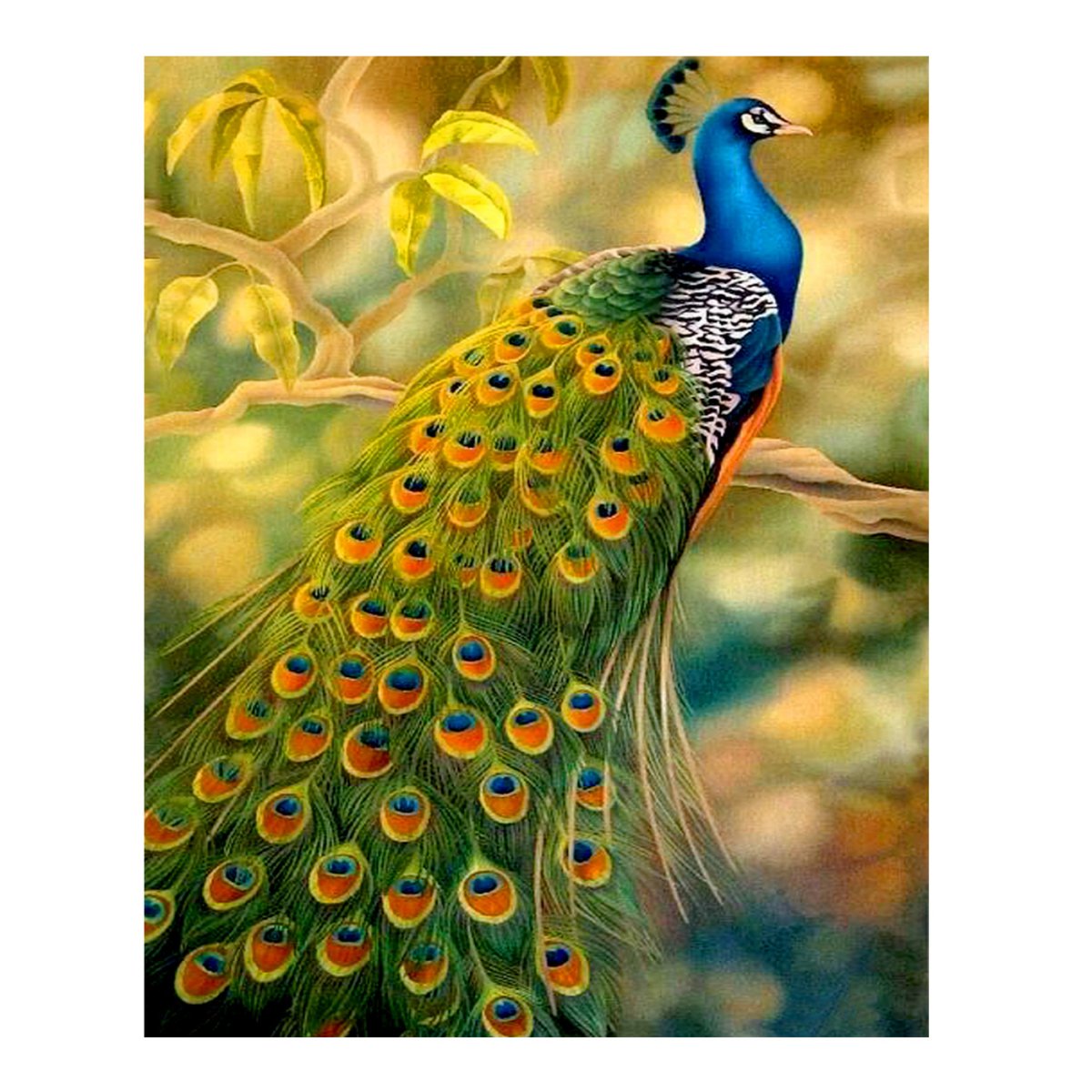 Тукан анфас