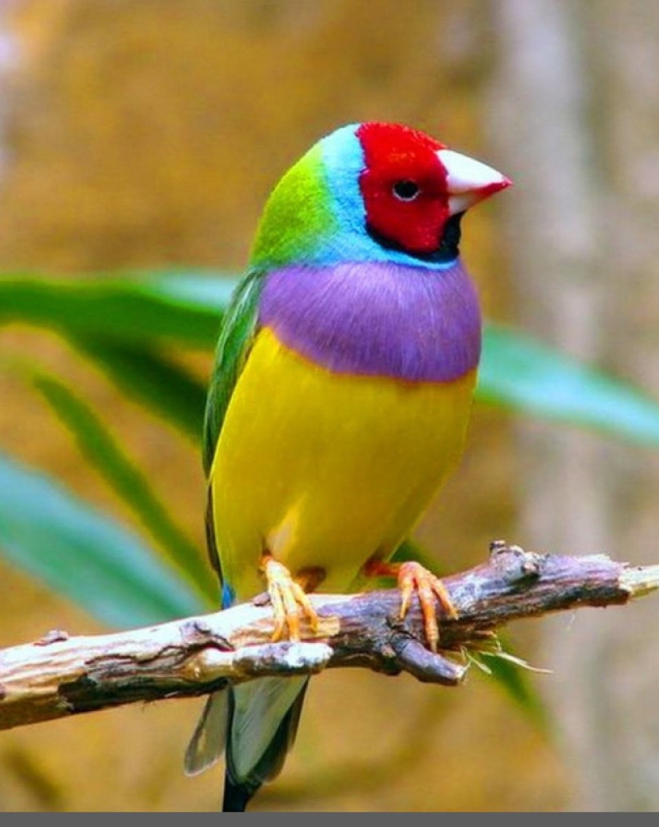 Сиреновагрудая Сизорка