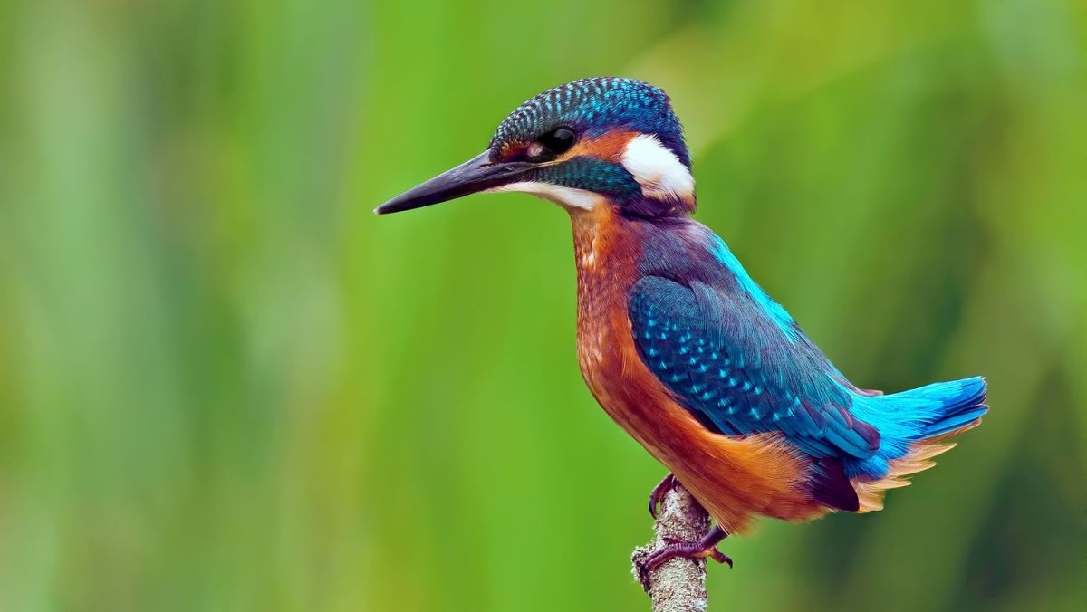 Красная Райская птица