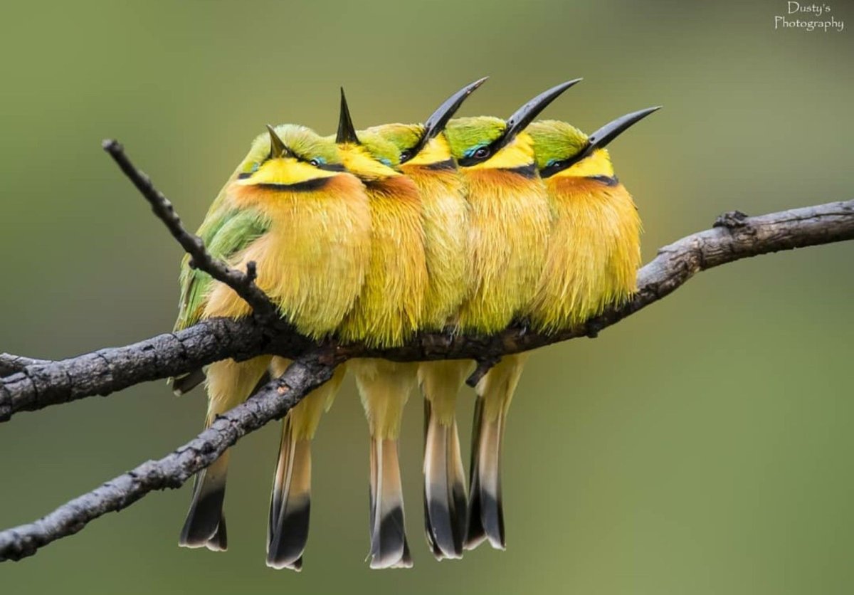 Дивный Шпательтэил