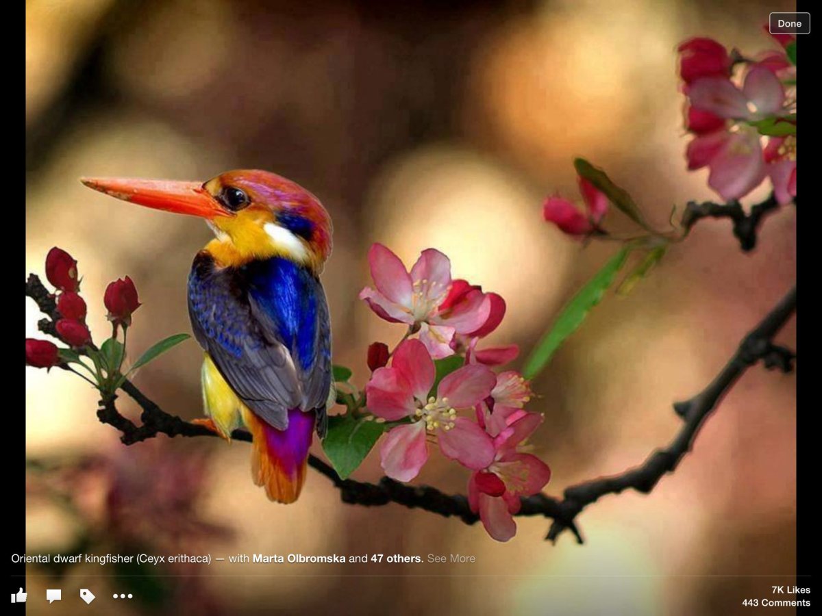 Разноцветная птица Лилак