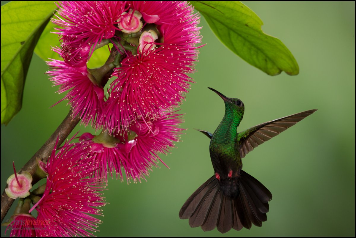 Птичка на цветке