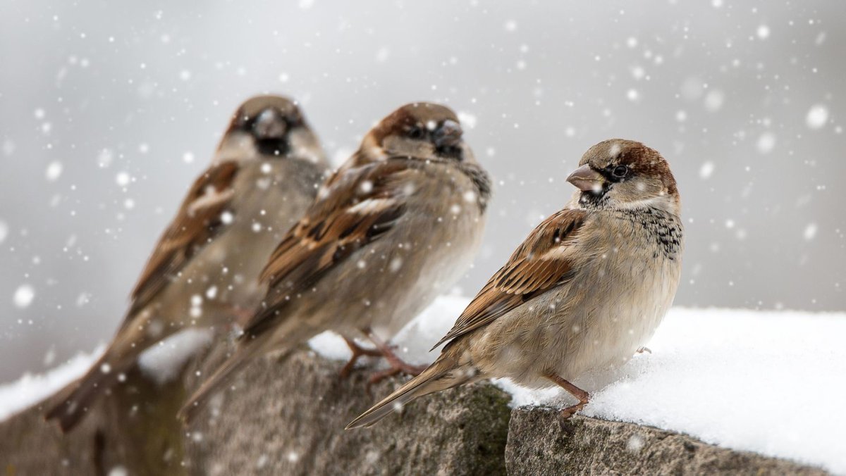 Воробей зимой фото высокого разрешения