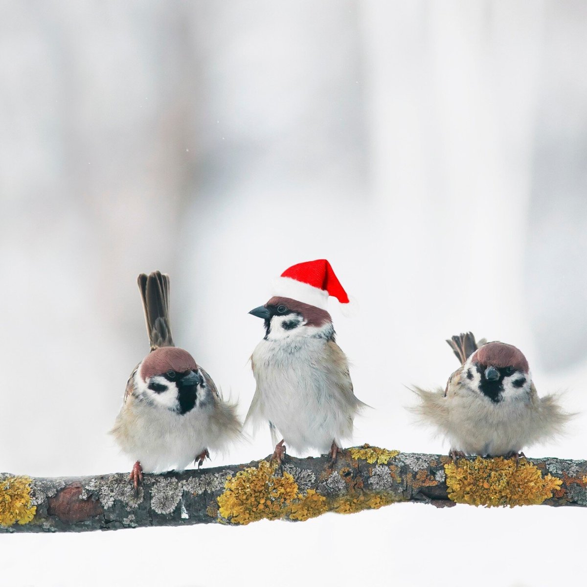 Шапочка воробья