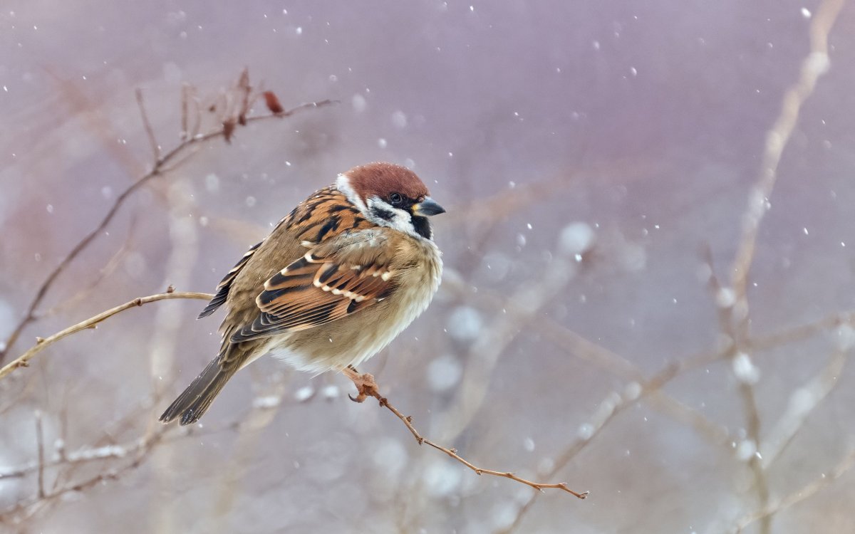 Республика Адыгея птицы Воробей