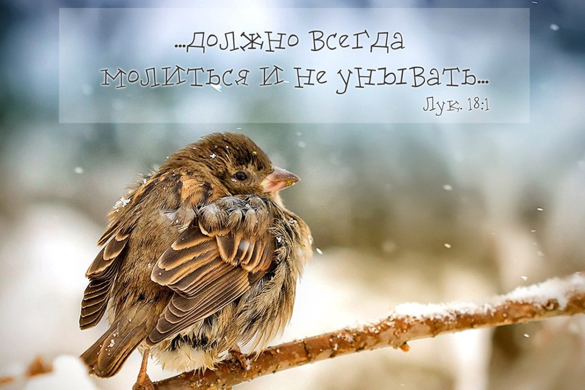 Взъерошенный Воробей