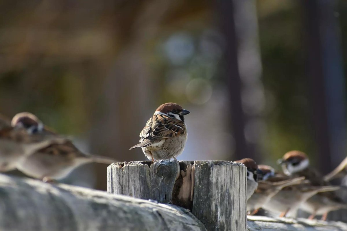 Воробьи и другие маленькие птицы