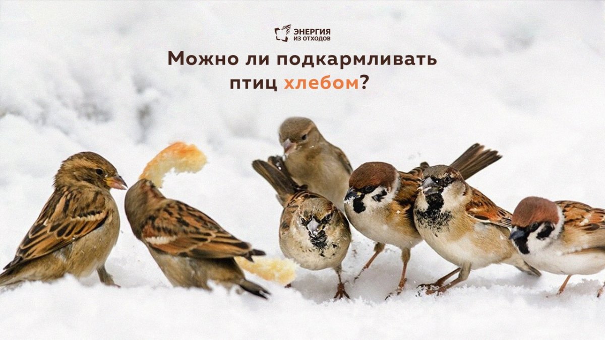 Воробей зимой клюёт крошки