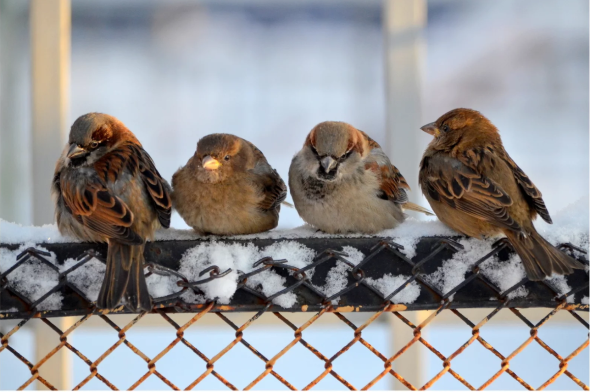 Воробушки зимой