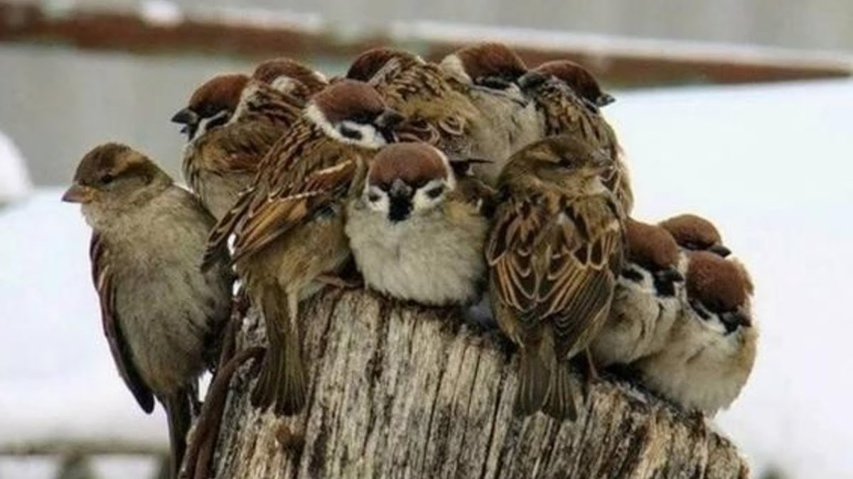 Птица мерзнет