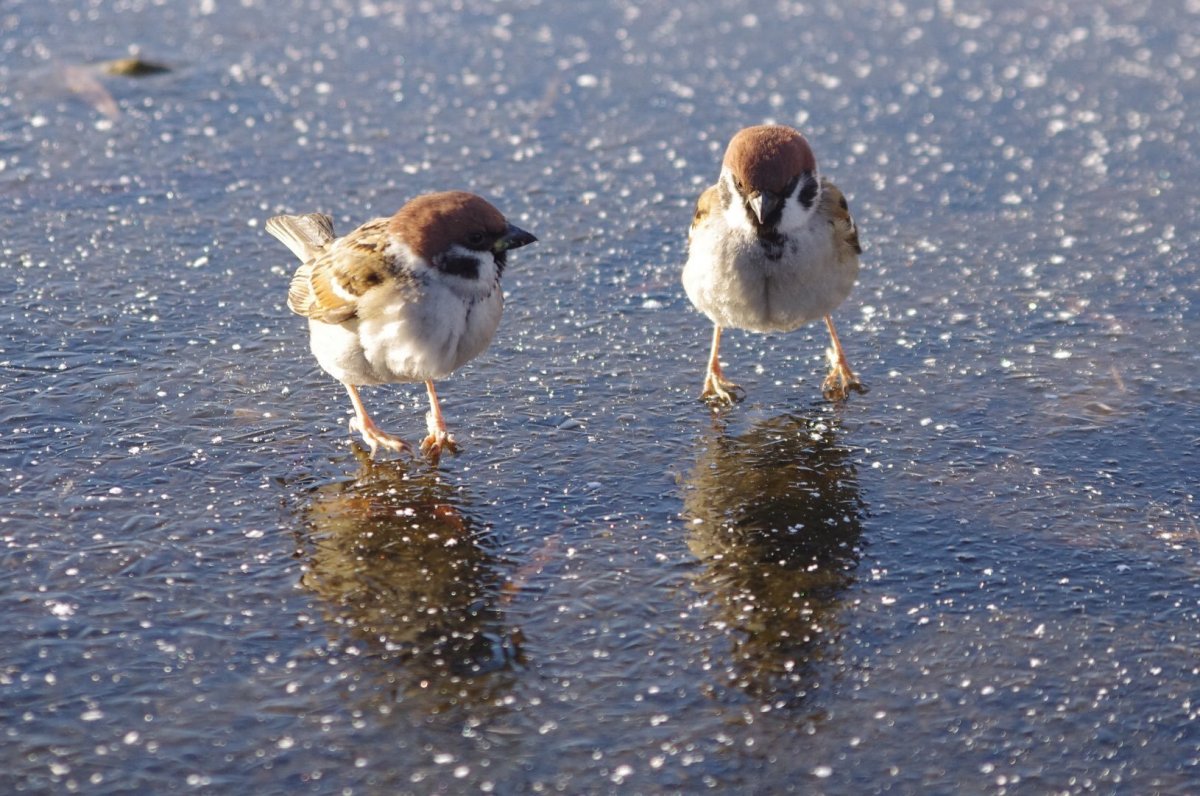 Американский Воробей
